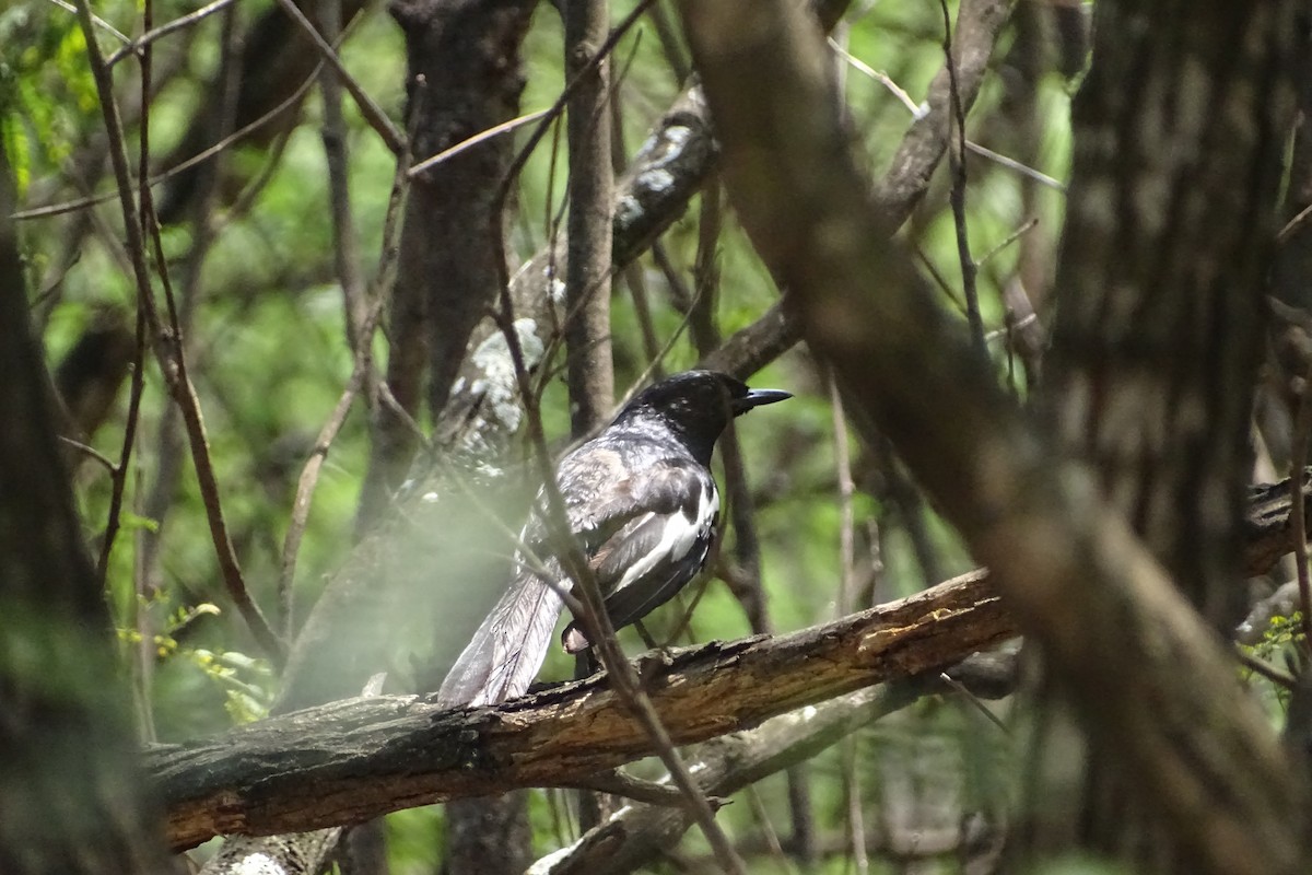 Oriental Magpie-Robin - ML277712621