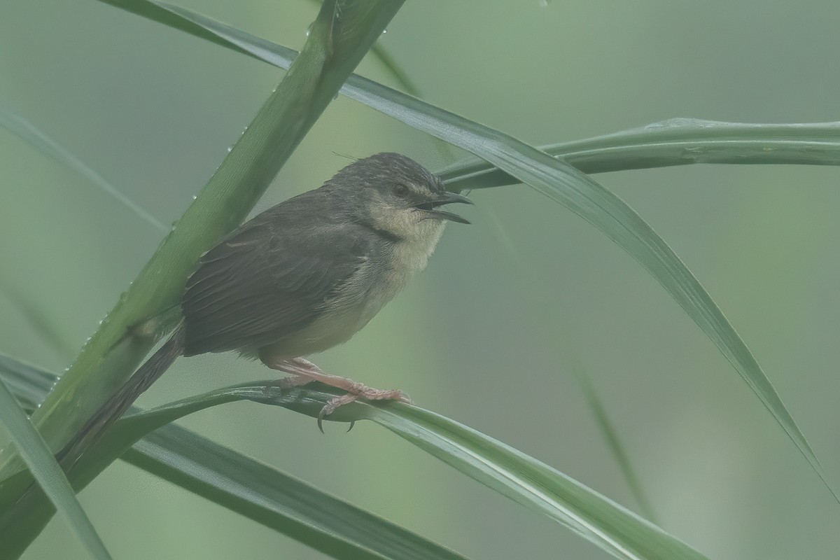 Brown Prinia - ML277713031