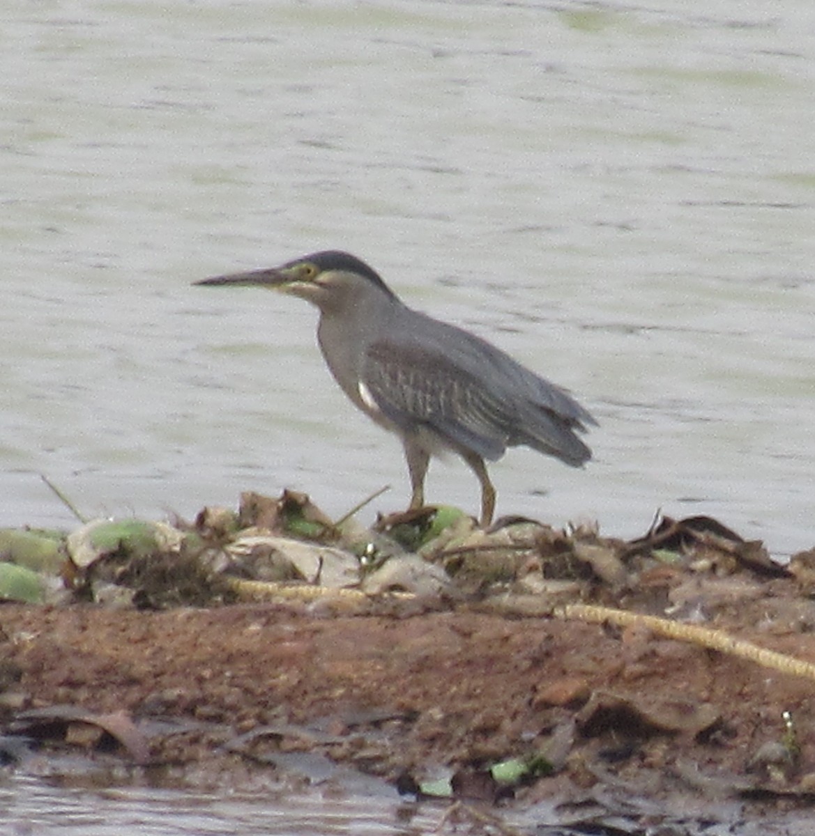 Striated Heron - ML27771341