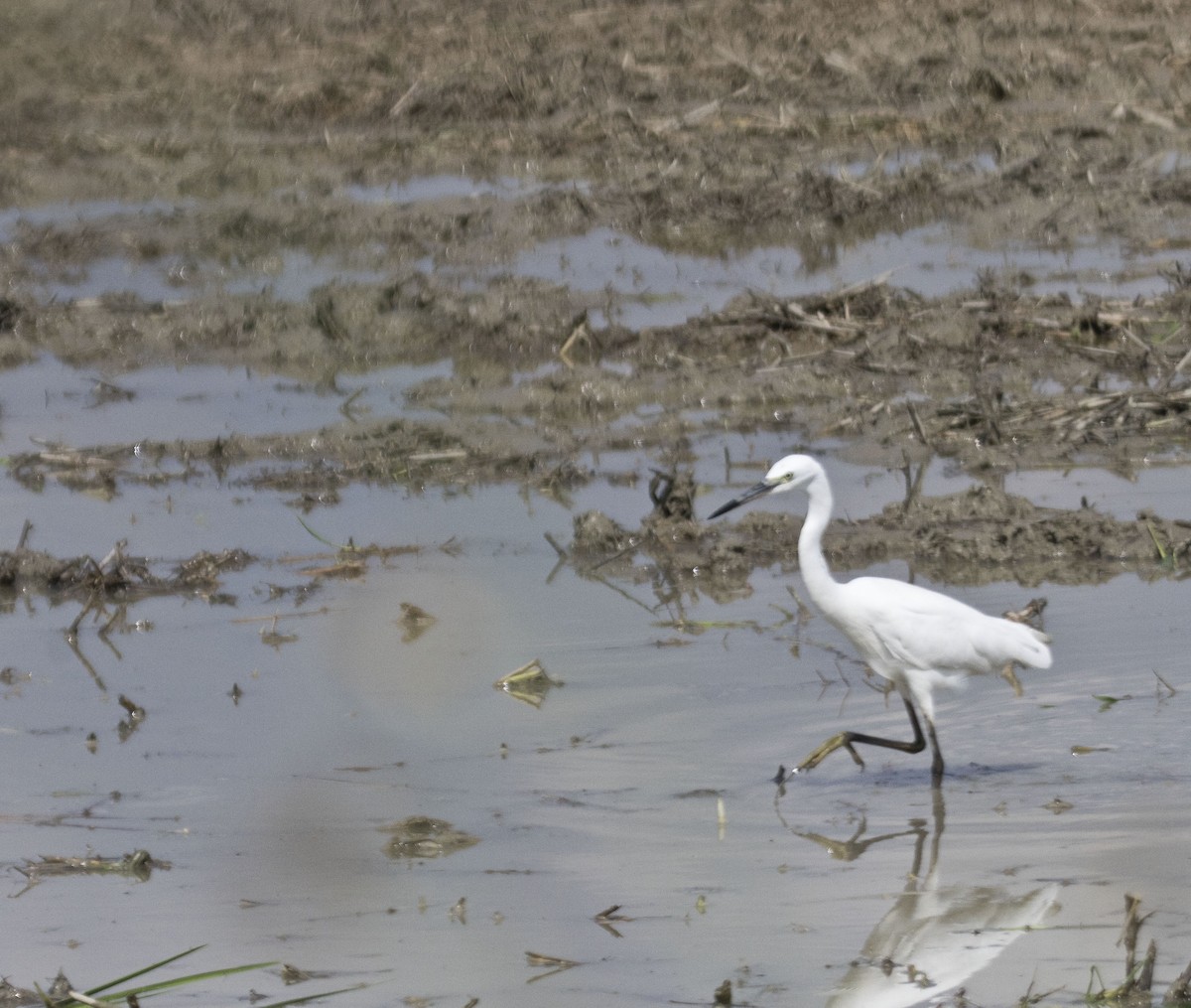 Little Egret - ML277713721