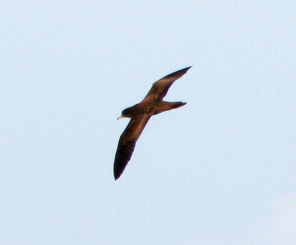 Wedge-tailed Shearwater - AMANDA HACKING