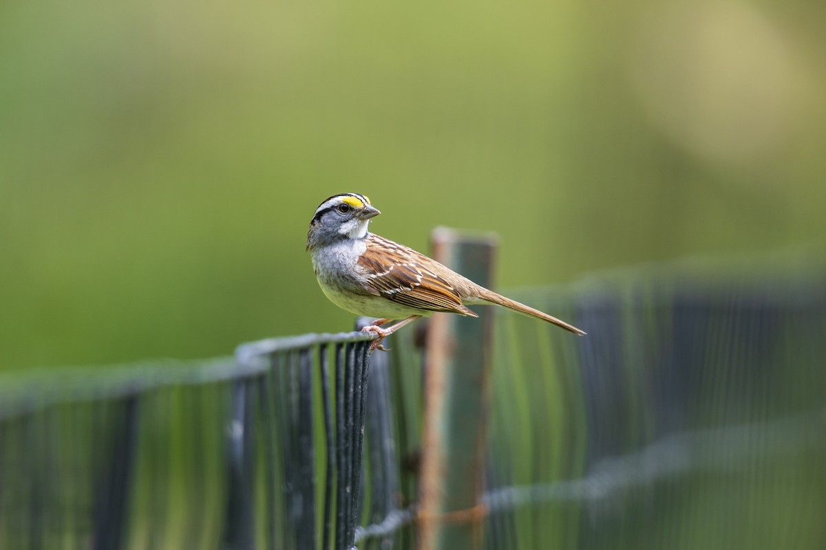 White-throated Sparrow - Michael Stubblefield