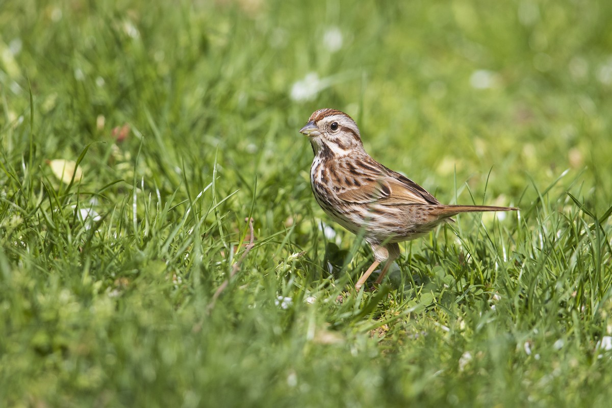 Song Sparrow (melodia/atlantica) - Michael Stubblefield