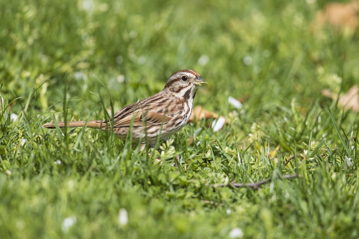 Song Sparrow (melodia/atlantica) - ML277717361