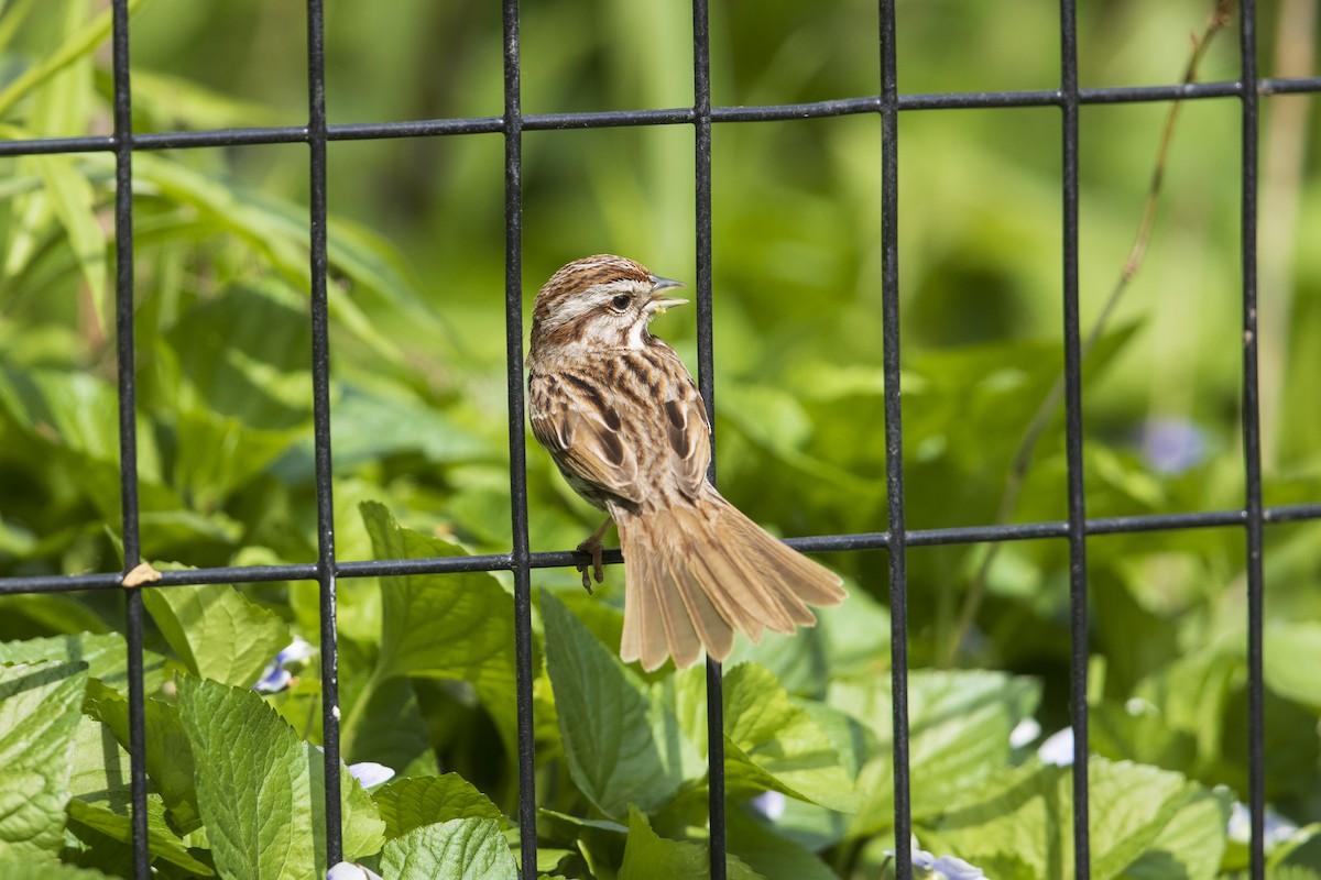 Song Sparrow (melodia/atlantica) - Michael Stubblefield