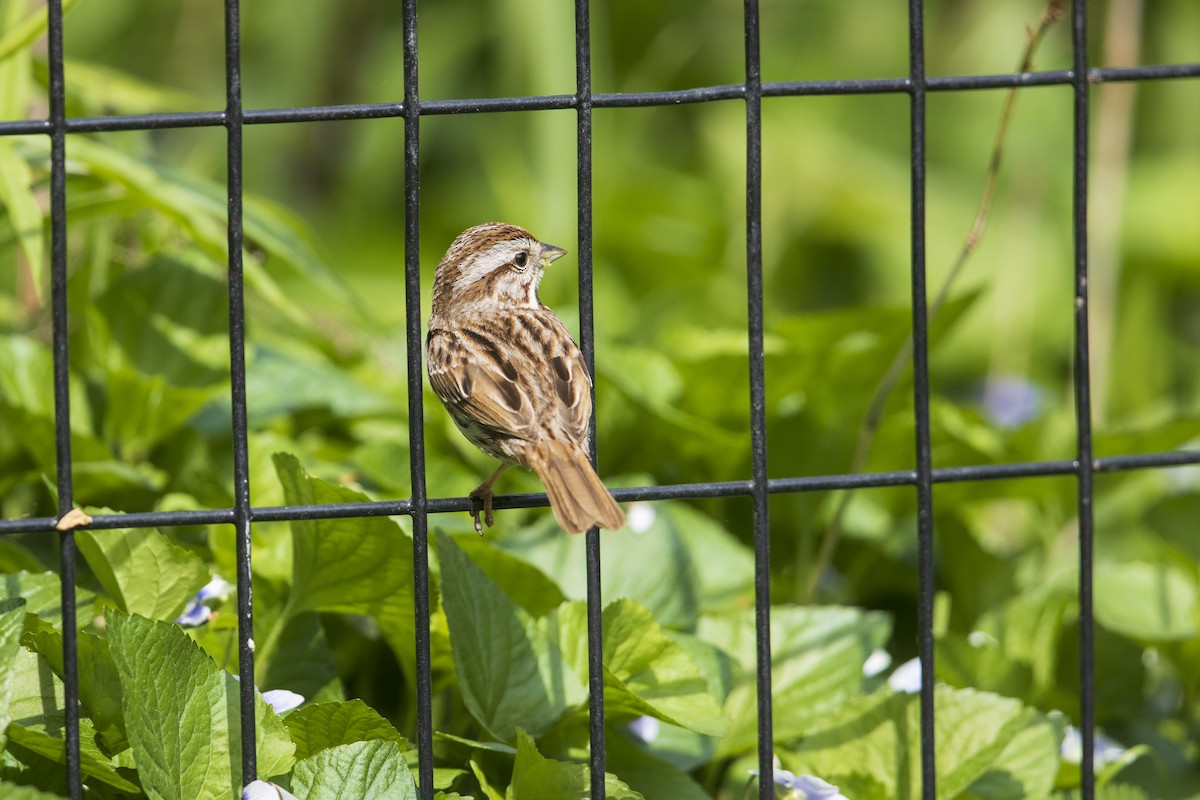 Song Sparrow (melodia/atlantica) - Michael Stubblefield