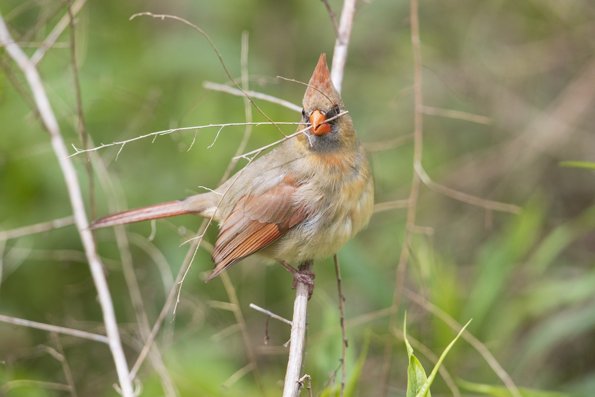 Northern Cardinal - Michael Stubblefield