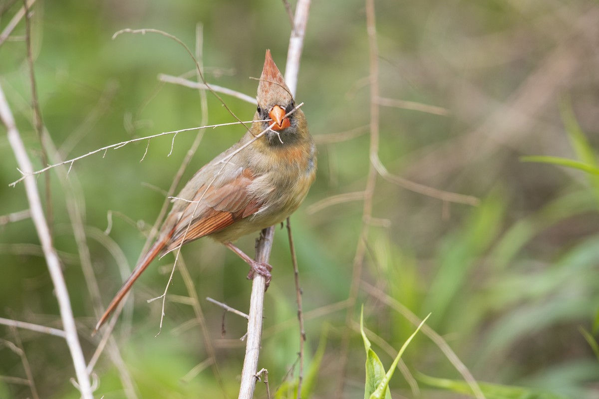 Northern Cardinal - Michael Stubblefield