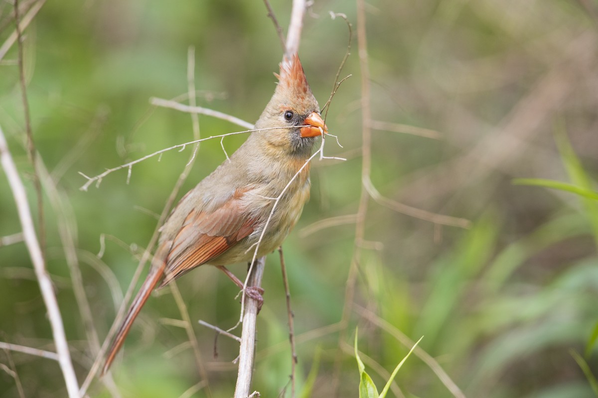 Northern Cardinal - Michael Stubblefield
