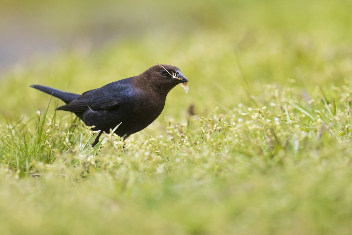 Brown-headed Cowbird - Michael Stubblefield