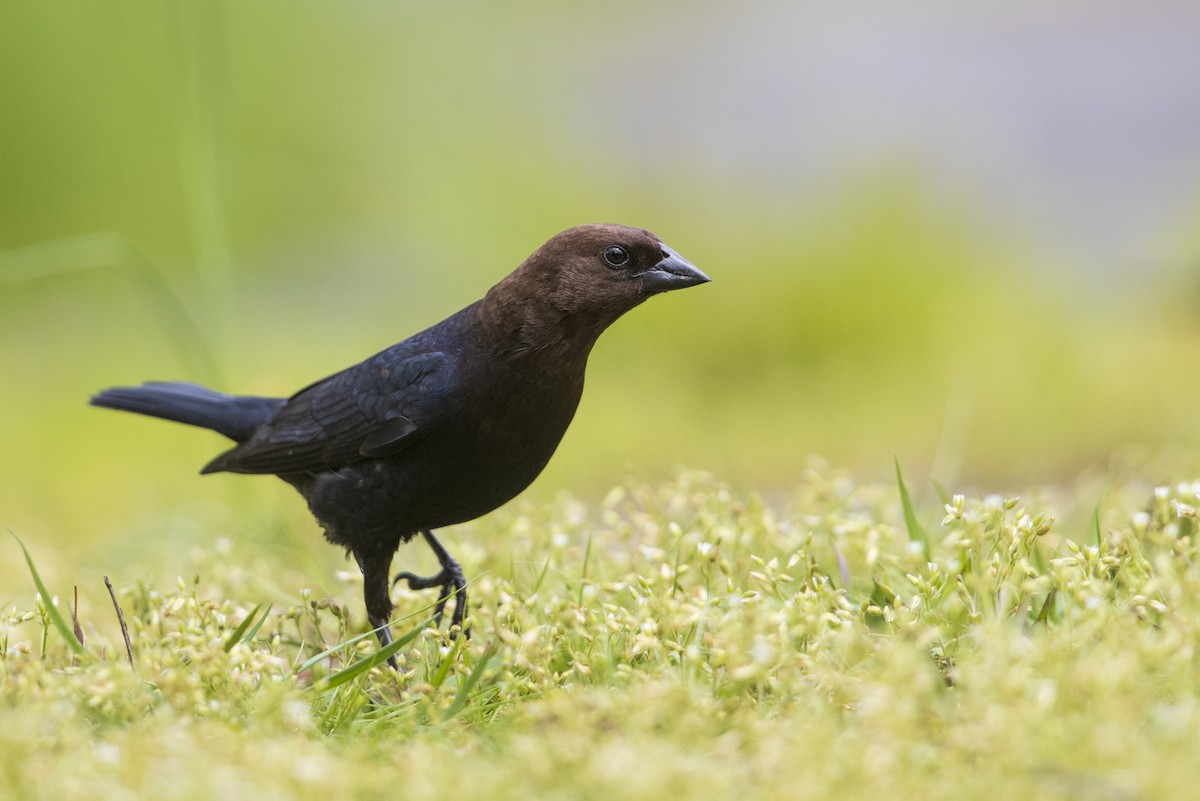 Brown-headed Cowbird - ML277717561