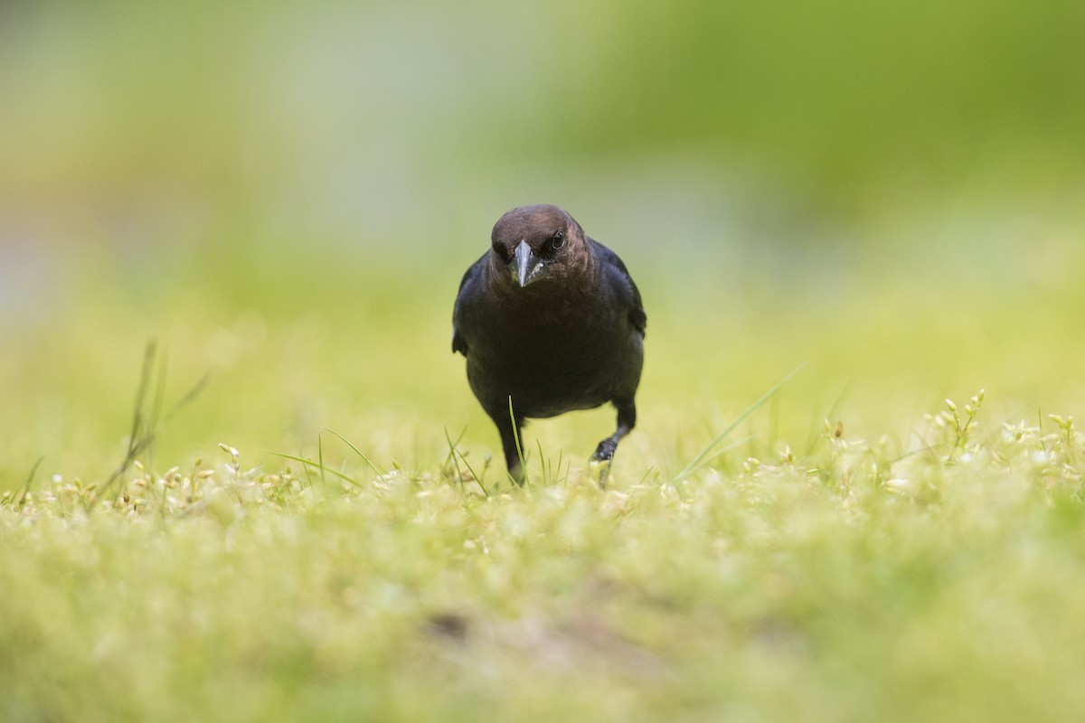 Brown-headed Cowbird - Michael Stubblefield