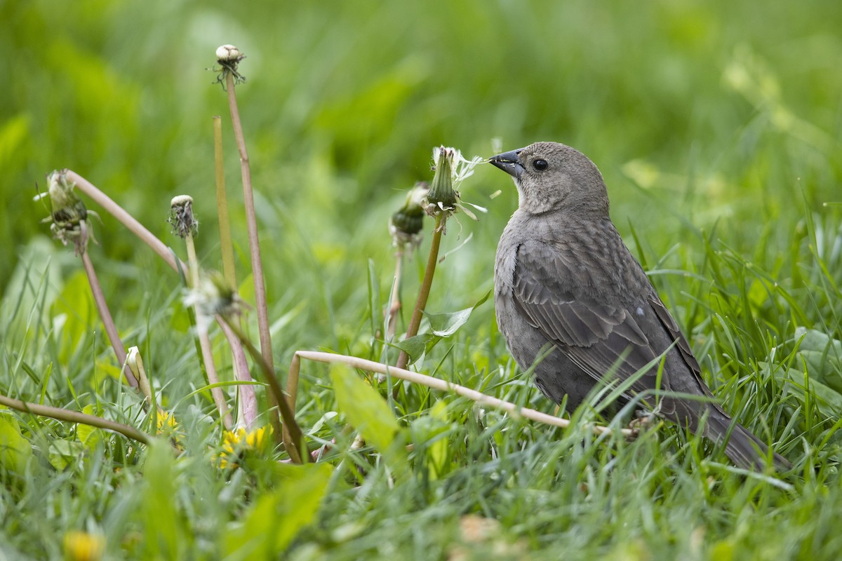 Brown-headed Cowbird - Michael Stubblefield