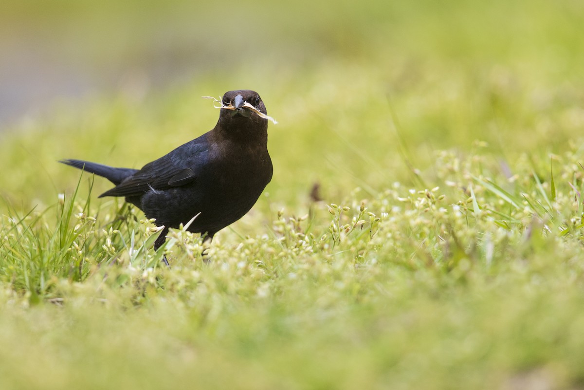 Brown-headed Cowbird - Michael Stubblefield