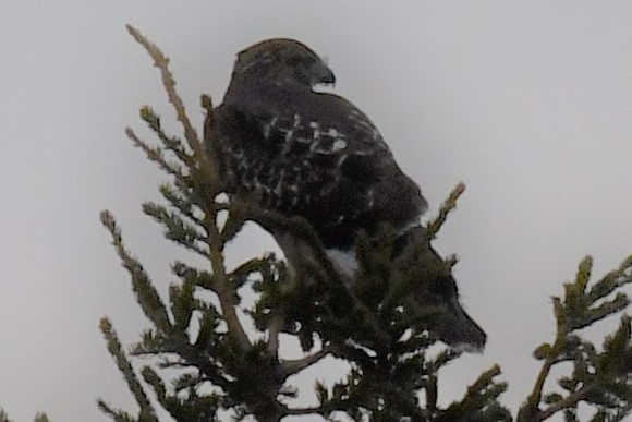 Red-tailed Hawk - ML277717841