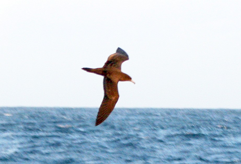 Wedge-tailed Shearwater - AMANDA HACKING