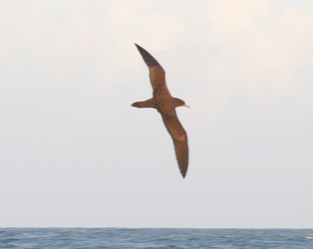 Wedge-tailed Shearwater - AMANDA HACKING