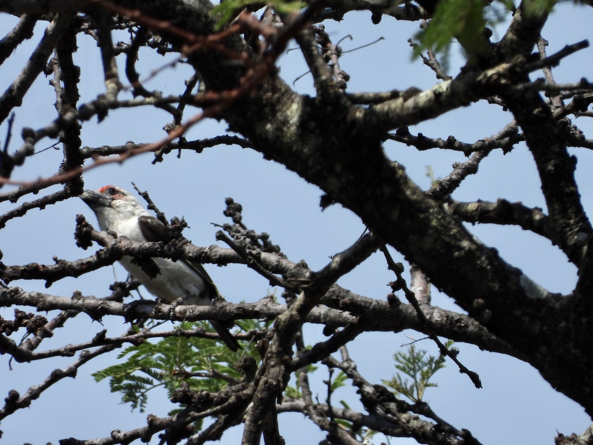 Chaplin's Barbet - GARY DOUGLAS