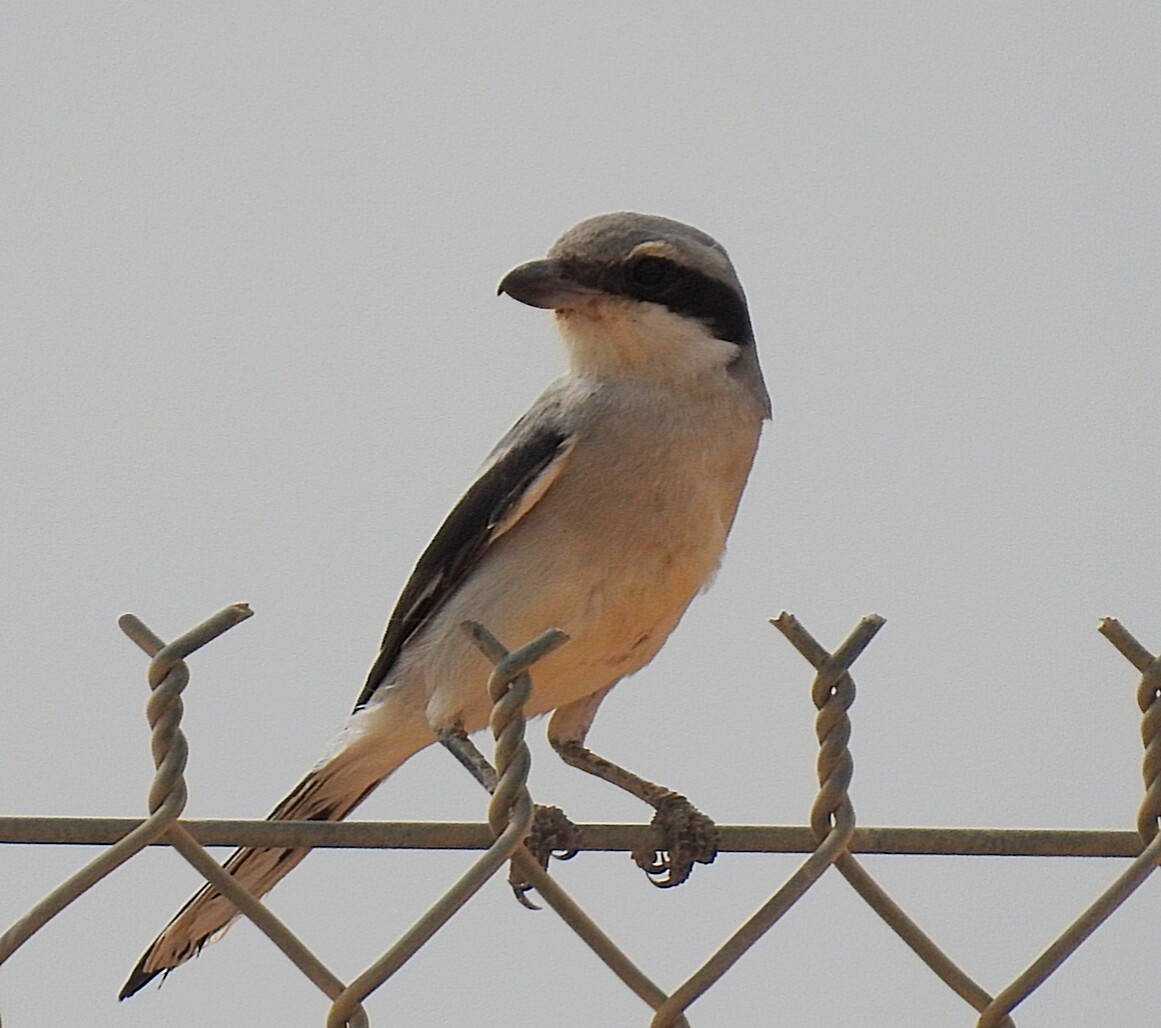 Great Gray Shrike - ML277719701