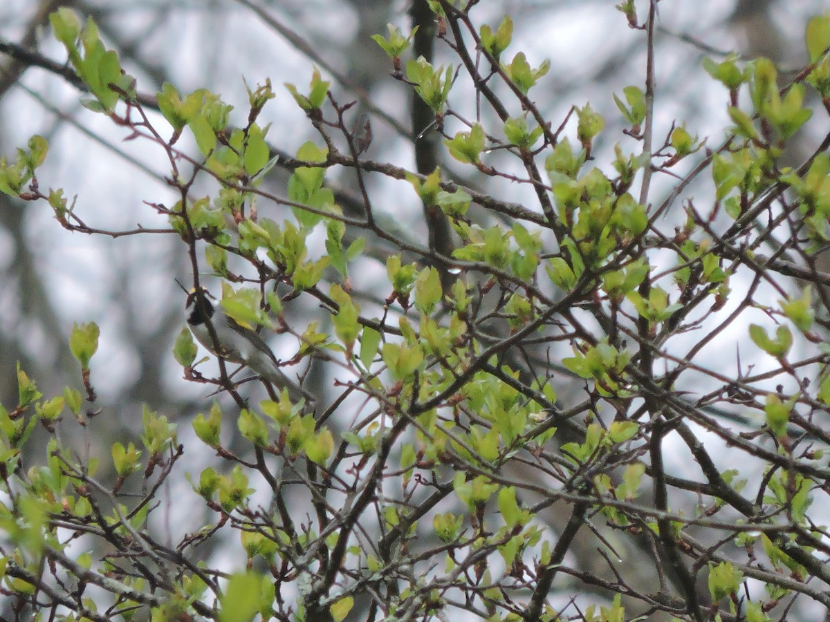 Golden-winged Warbler - ML27772231