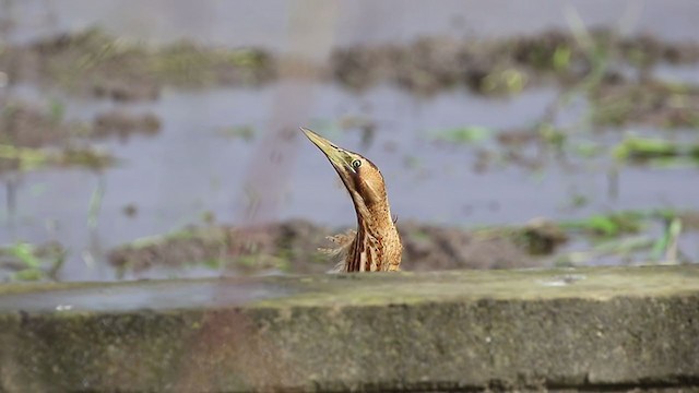 Great Bittern - ML277722431