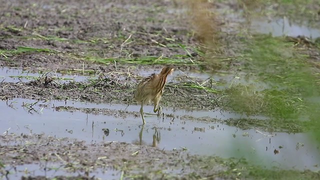 Rohrdommel - ML277722471