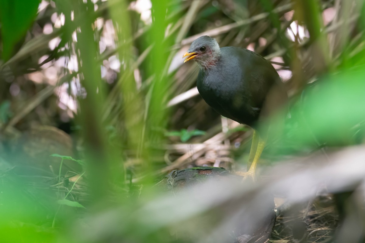 Tongan Megapode - ML277723791