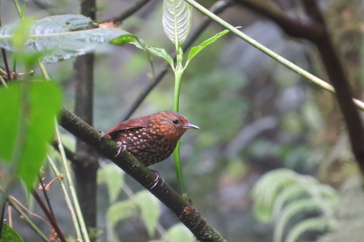 Spotted Barbtail - Wieland Feuerabendt