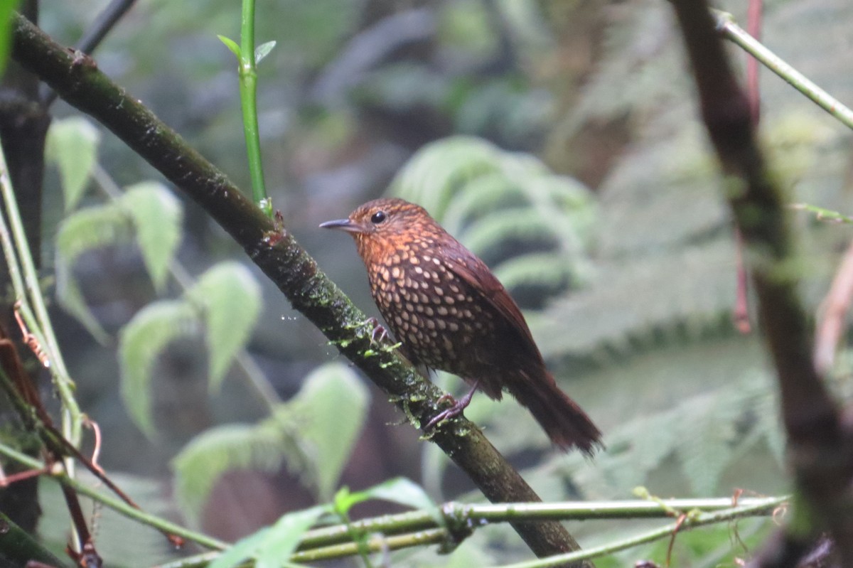 Spotted Barbtail - Wieland Feuerabendt