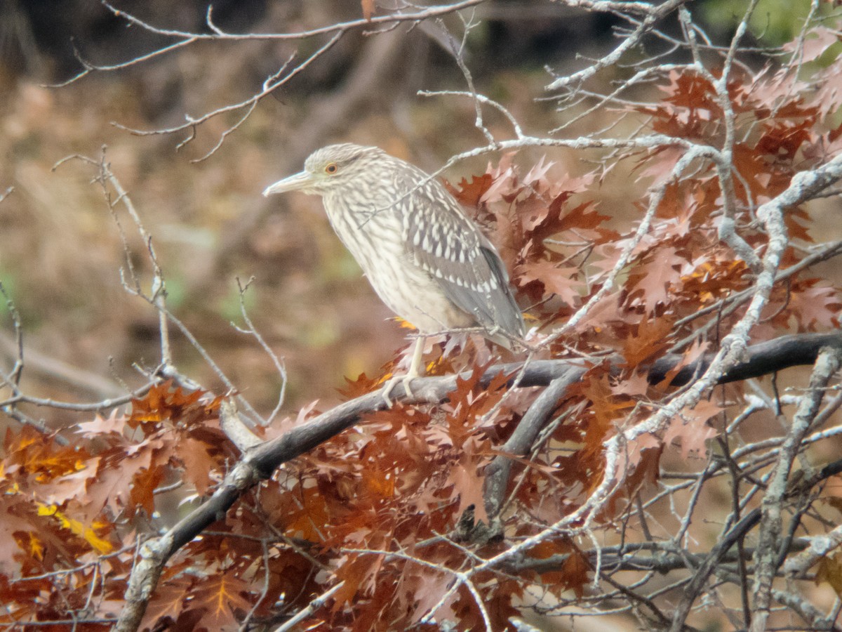 Black-crowned Night Heron - ML277724301