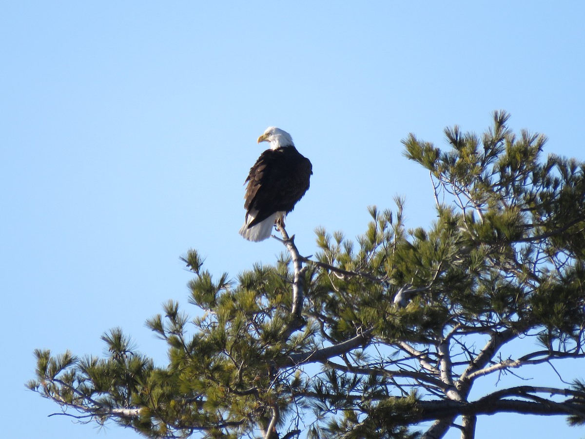 Bald Eagle - ML277725451