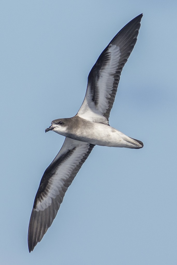 Collared Petrel - Lisle  Gwynn