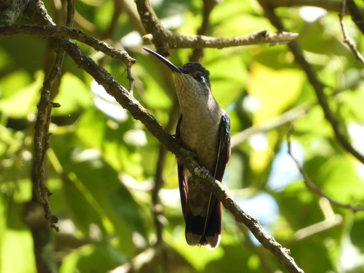 Rivoli's Hummingbird - ML277725541