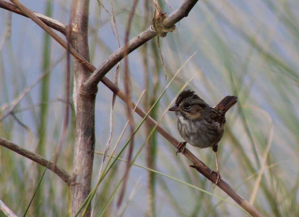 Swamp Sparrow - ML277725551