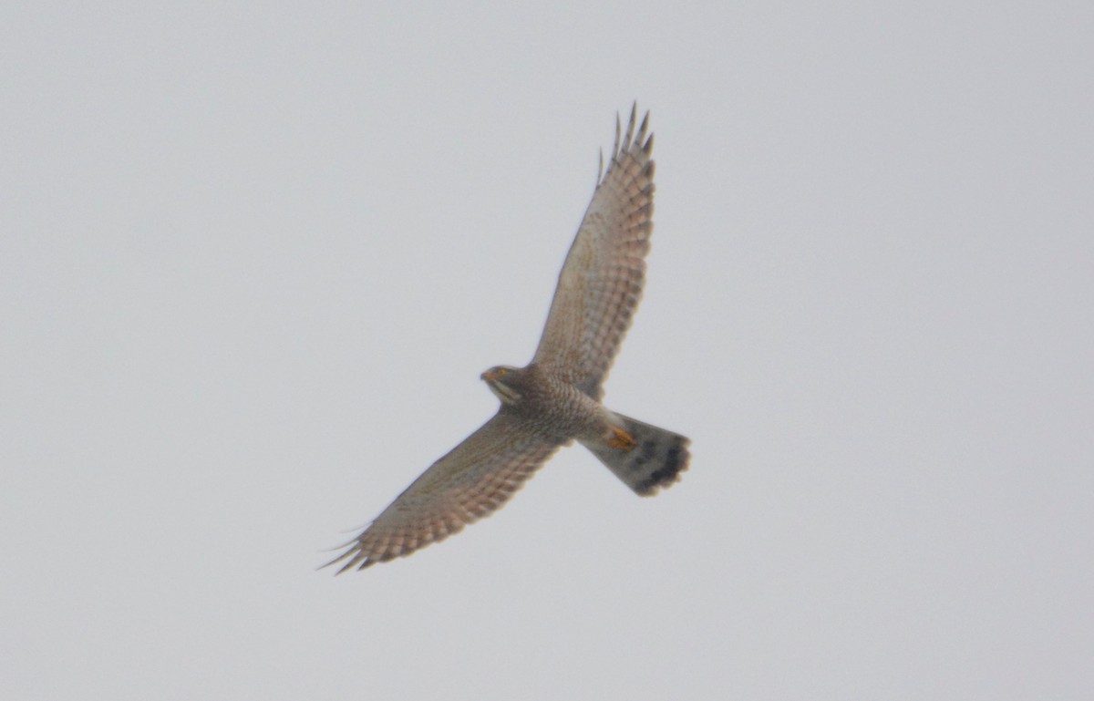 Gray-faced Buzzard - ML277725731