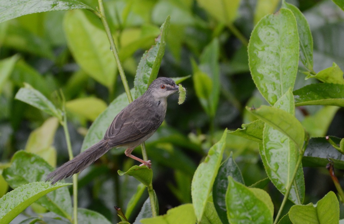 Prinia Parda - ML277725761