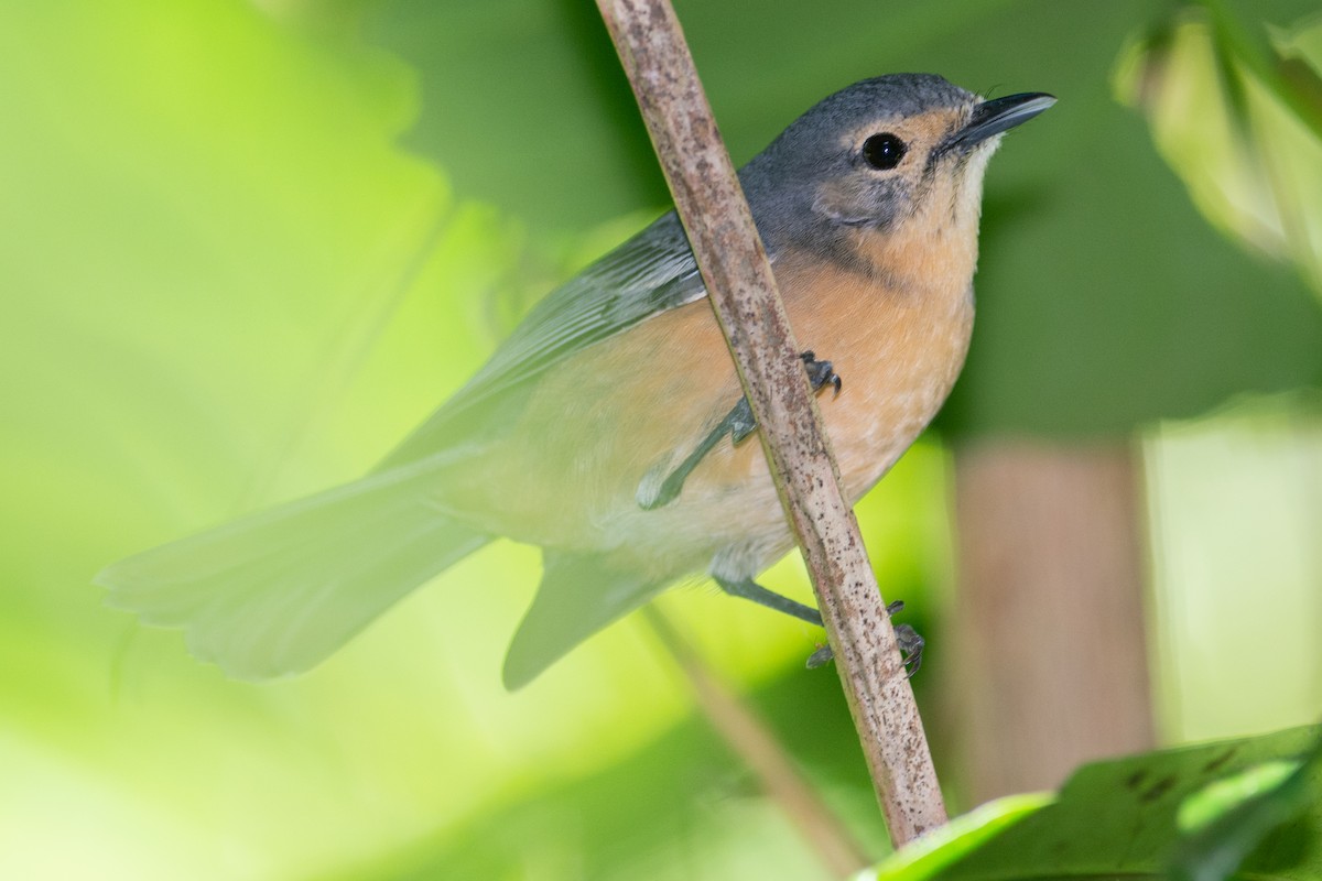 Ogea Monarch - Lisle  Gwynn