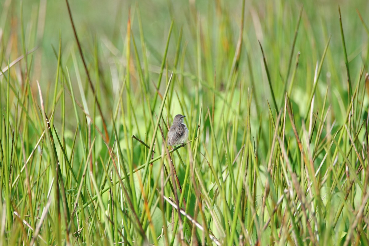 Plain Prinia - ML277726621