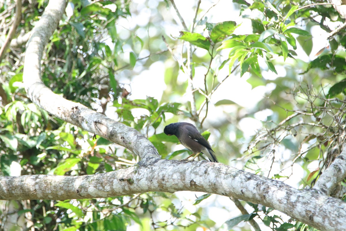 Common Myna - ML277726771