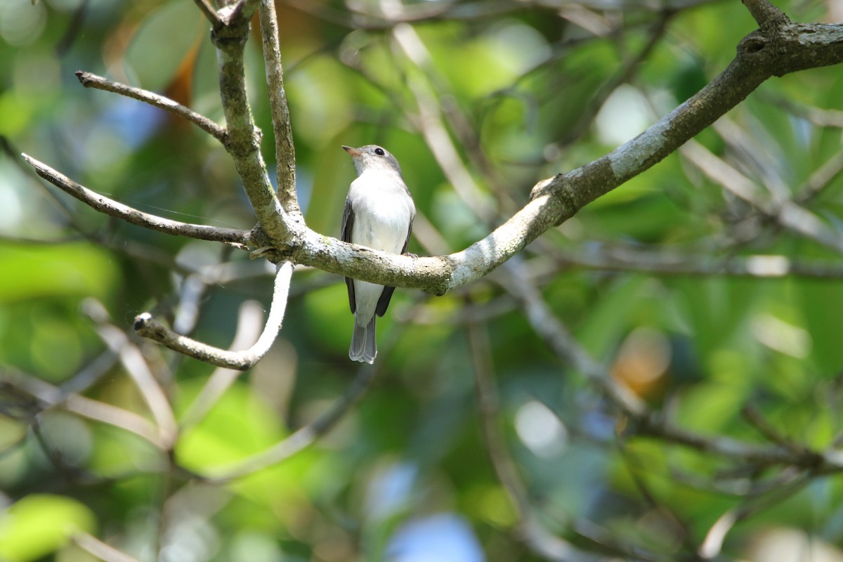 Asian Brown Flycatcher - ML277726861