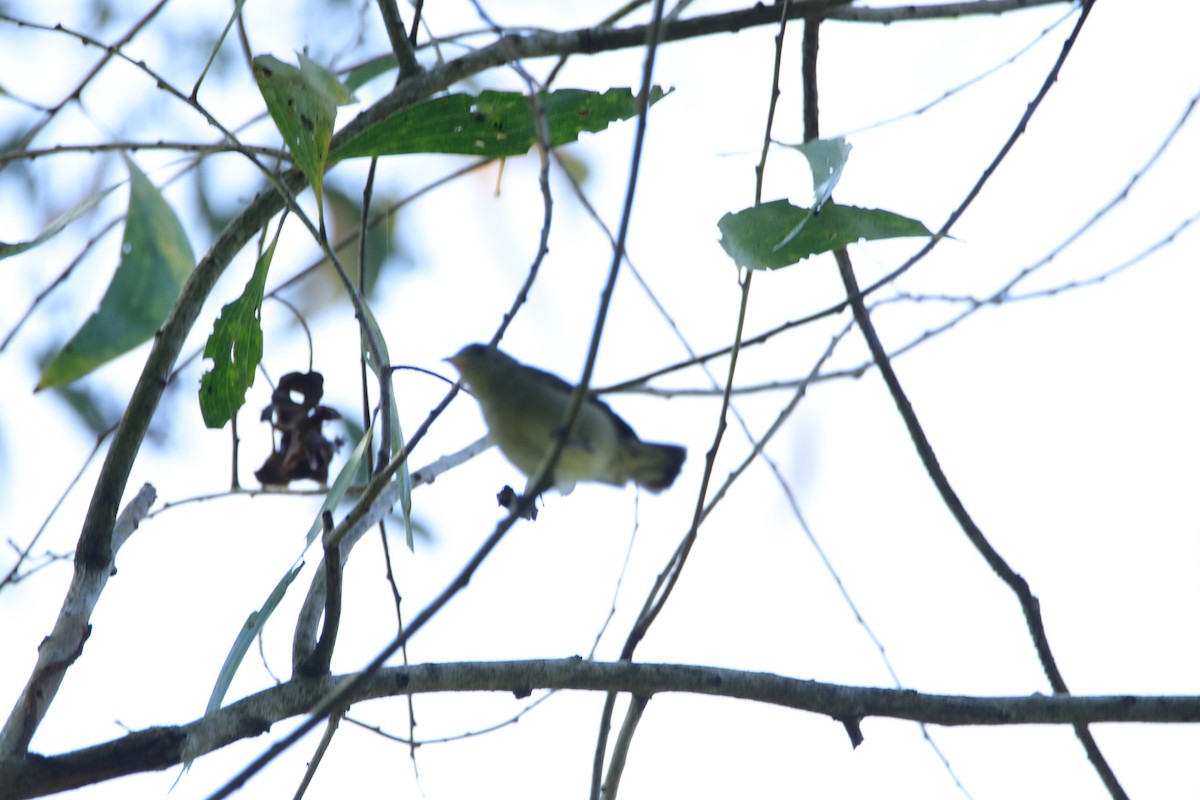 Pale-billed Flowerpecker - ML277726911