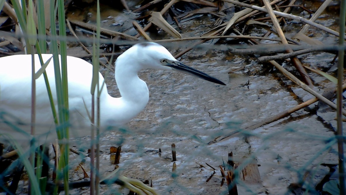 Little Egret - Urdaibai  Bird Center