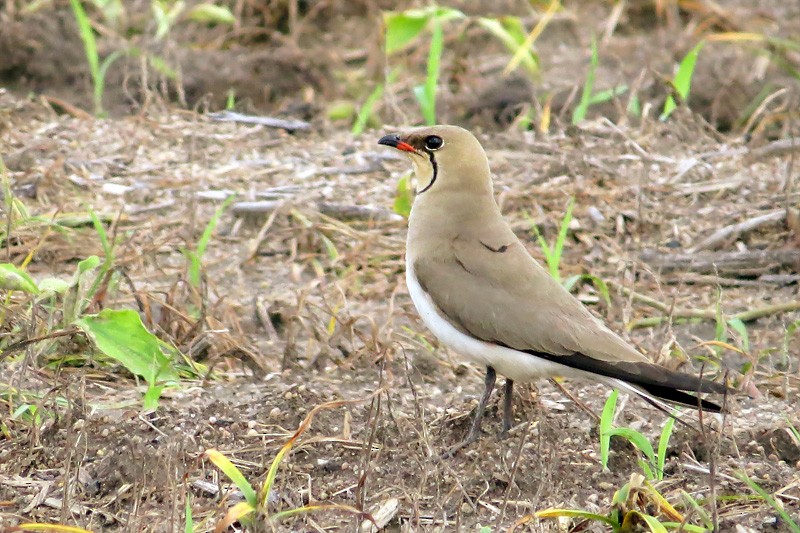 Collared Pratincole - ML277728651