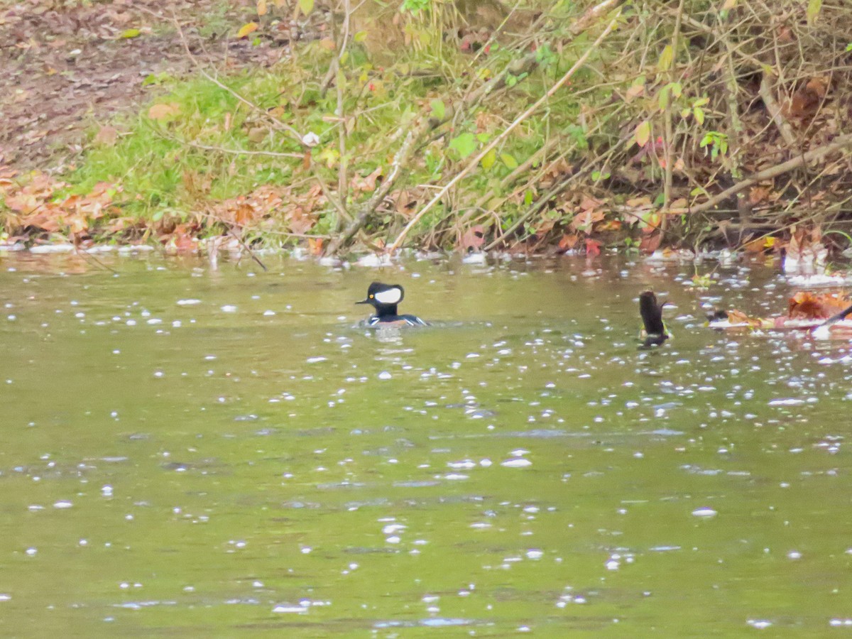 Hooded Merganser - Brett Karley