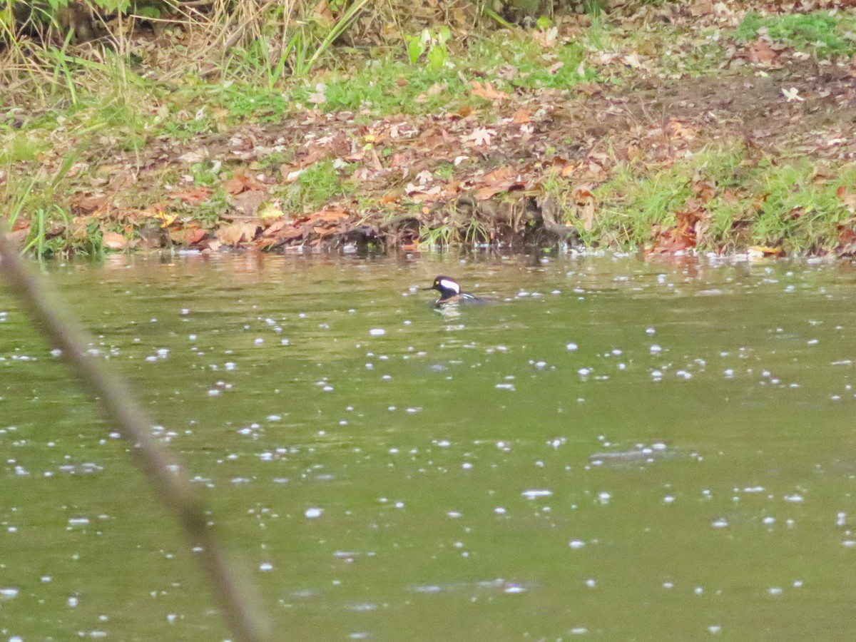 Hooded Merganser - ML277728701