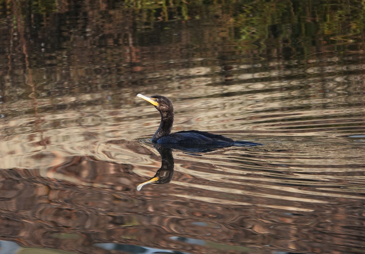 Double-crested Cormorant - ML277729311
