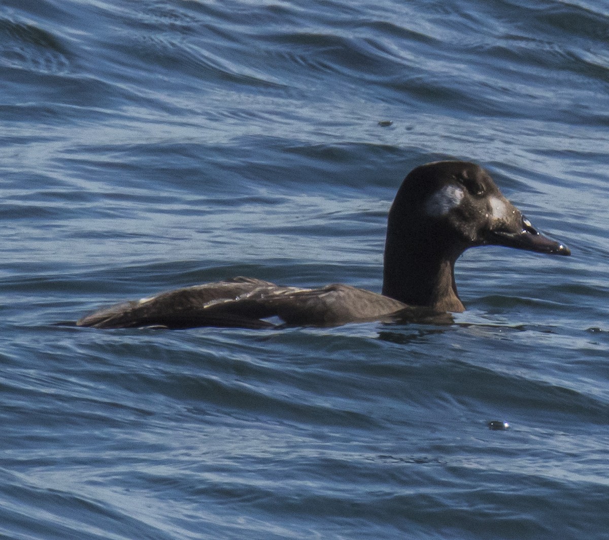 White-winged Scoter - ML277733221