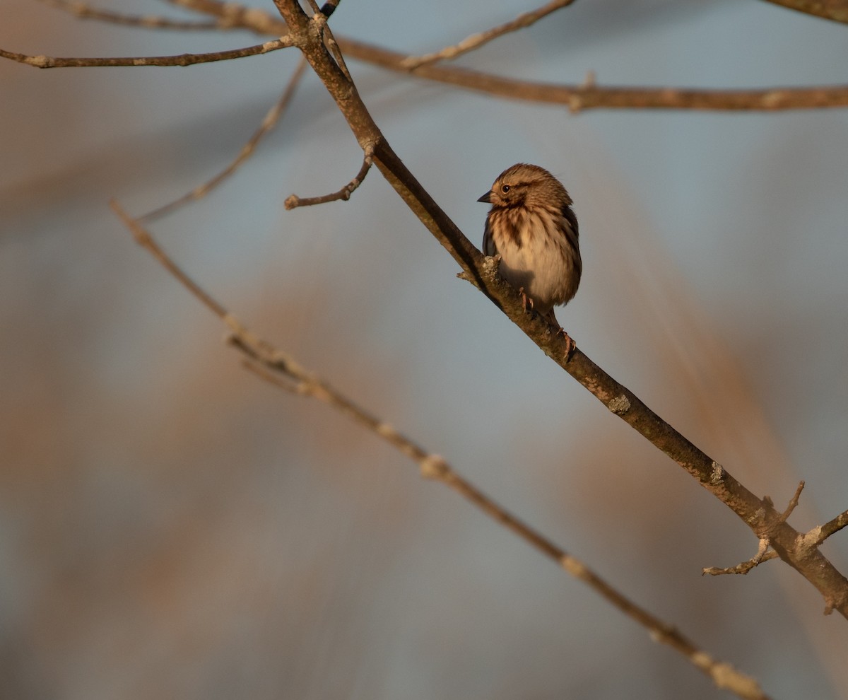 Song Sparrow - ML277733301