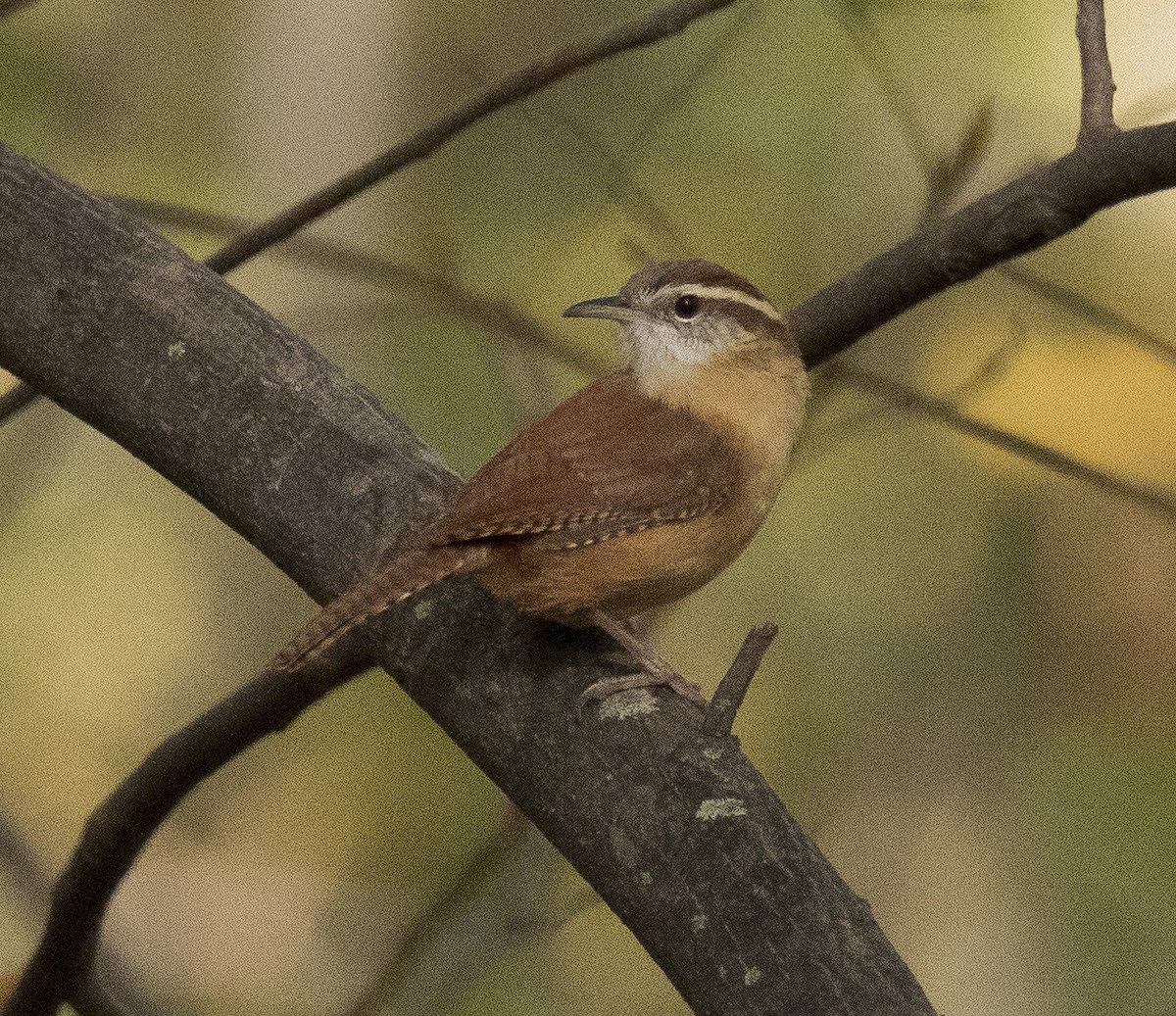 Carolina Wren - ML277733641