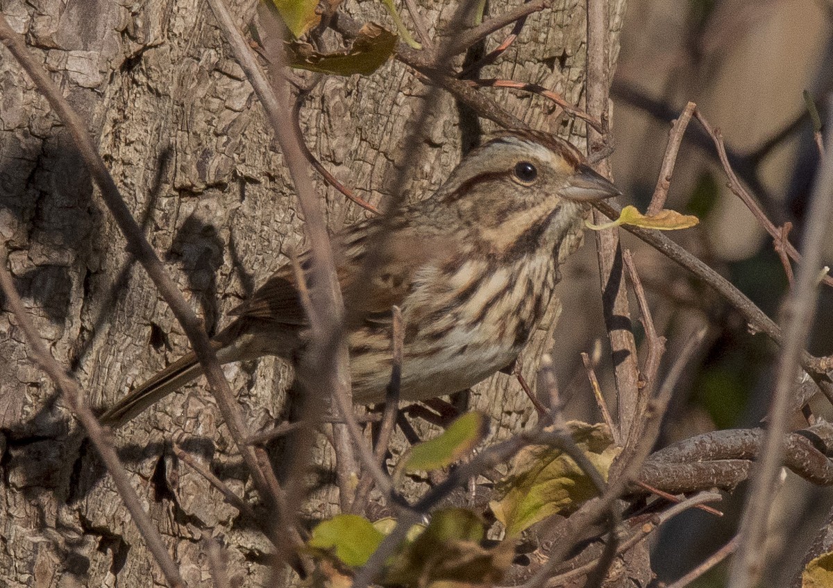 Song Sparrow - ML277733651